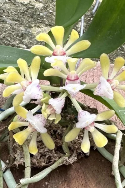 gastrochilus