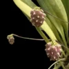 Bulbophyllum repens – Buy Online | Sib Orchid bulbophyllum repens