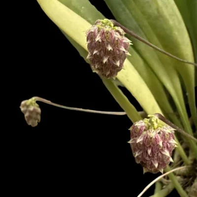 Bulbophyllum repens