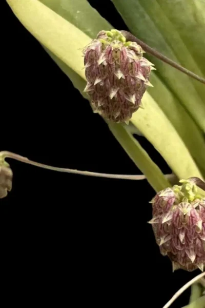 bulbophyllum repens