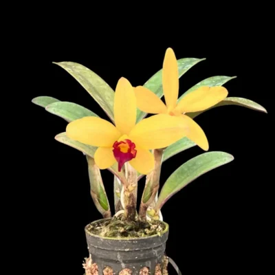 Cattleya Yellow doll