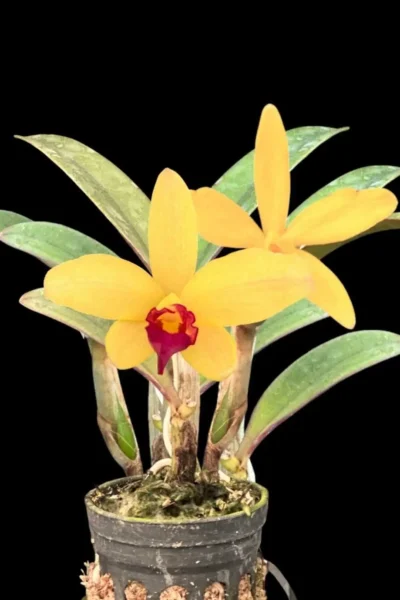 Cattleya Yellow doll