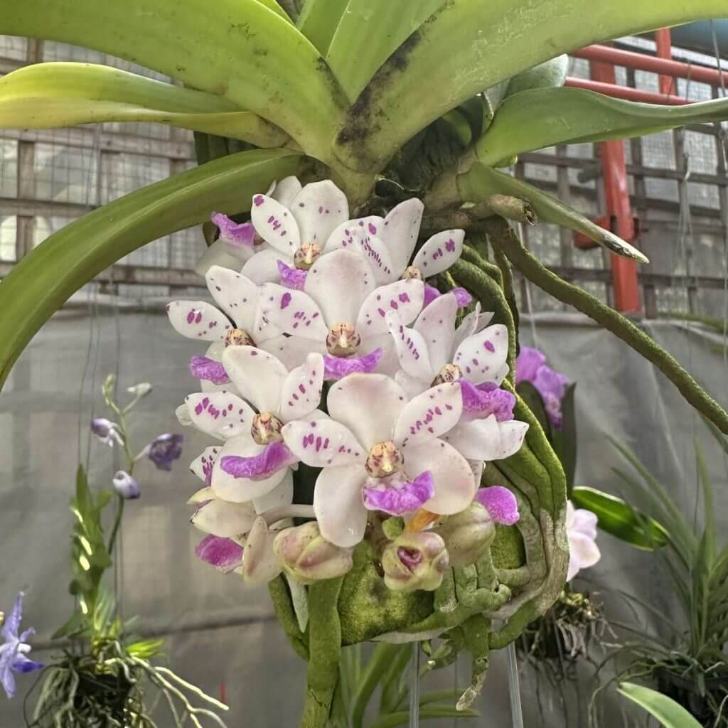 Orchid Bloom Spring orchid plant for sale