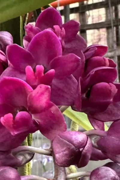 Rhyncostylis gigantea var.rubra for sale