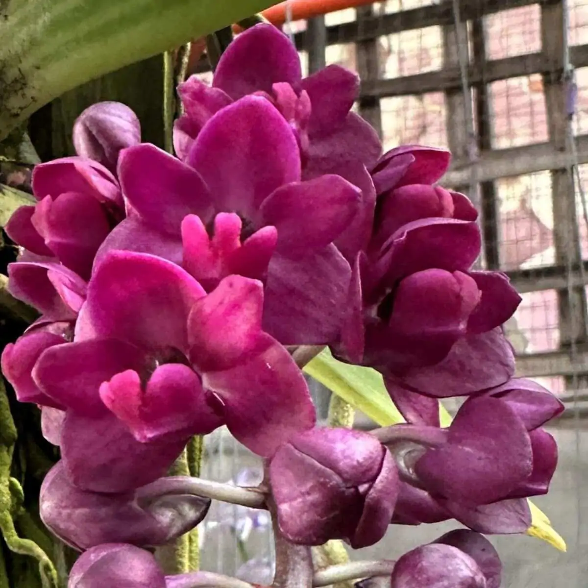 Rhynchostylis gigantea var.rubra – Buy Online | Sib Orchid Rhyncostylis gigantea var.rubra for sale