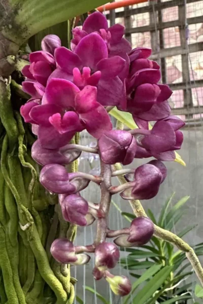 Rhyncostylis gigantea var.rubra for sale