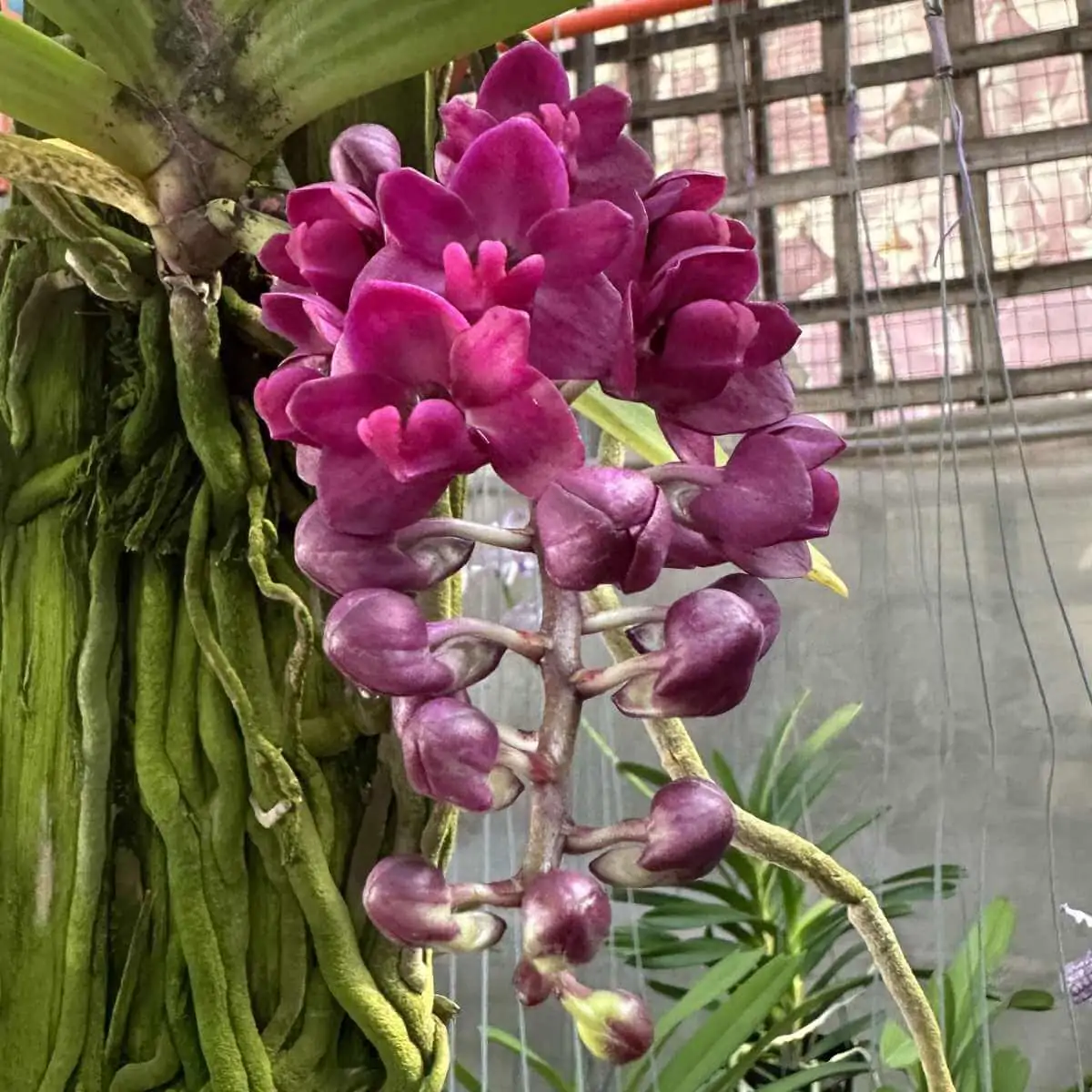 Rhynchostylis gigantea var.rubra – Buy Online | Sib Orchid Rhyncostylis gigantea var.rubra for sale