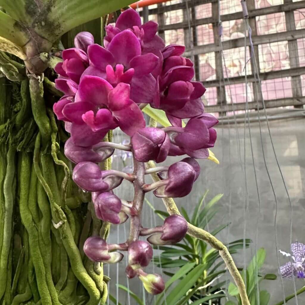 Orchid Bloom Spring orchid plant for sale