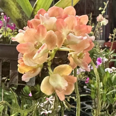 Rhynchostylis gigantea Orange Peach
