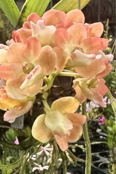 Rhynchostylis gigantea Orange Peach