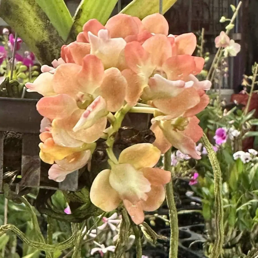 Rhynchostylis gigantea Orange Peach