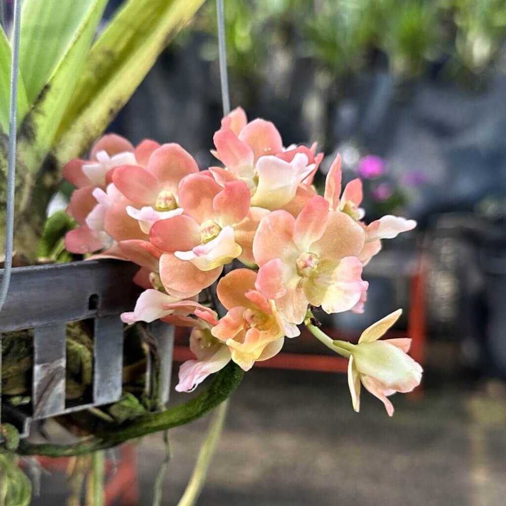 Rhynchostylis gigantea Orange Peach