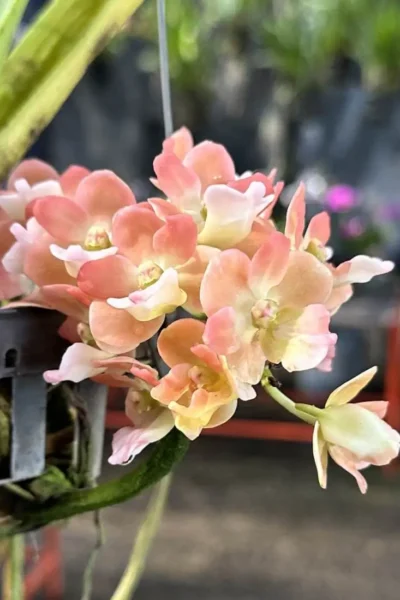 Rhynchostylis gigantea Orange Peach