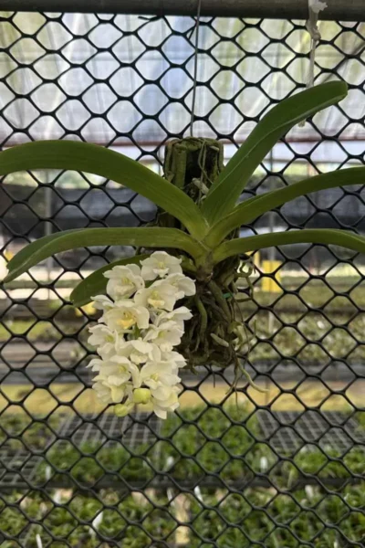 Rhynchostylis gigantea white