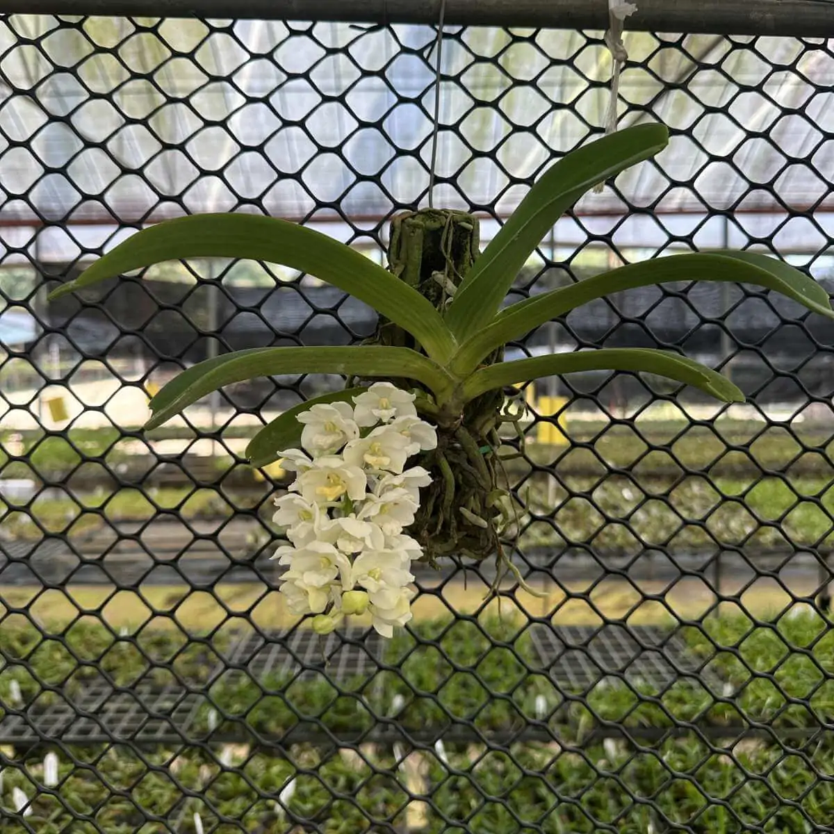 Rhynchostylis gigantea White – Buy Online | Sib Orchid Rhynchostylis gigantea white