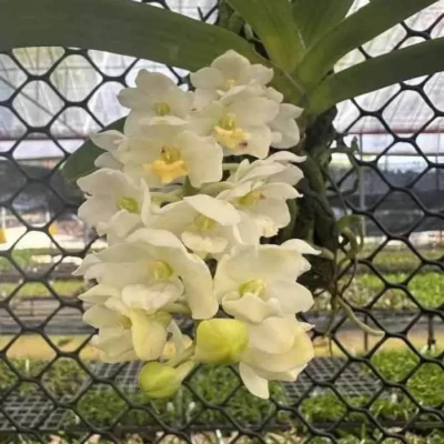 Rhynchostylis gigantea White