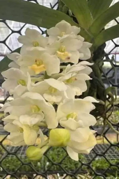 Rhynchostylis gigantea white for sale