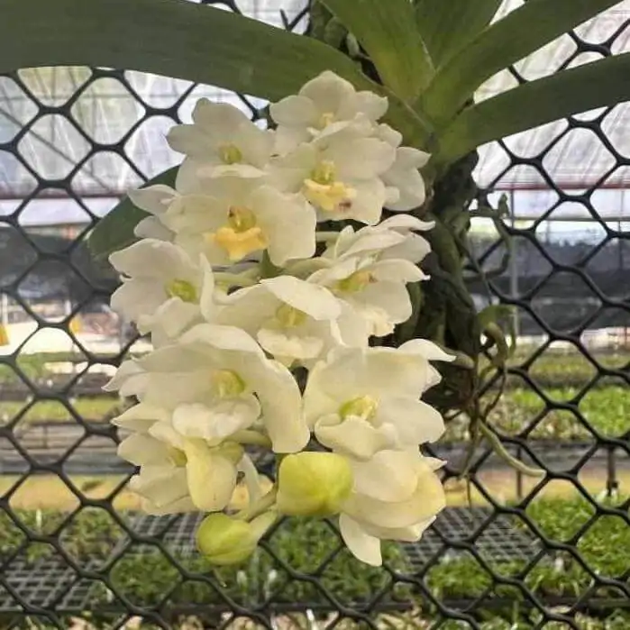 Rhynchostylis gigantea White – Buy Online | Sib Orchid Rhynchostylis gigantea white for sale