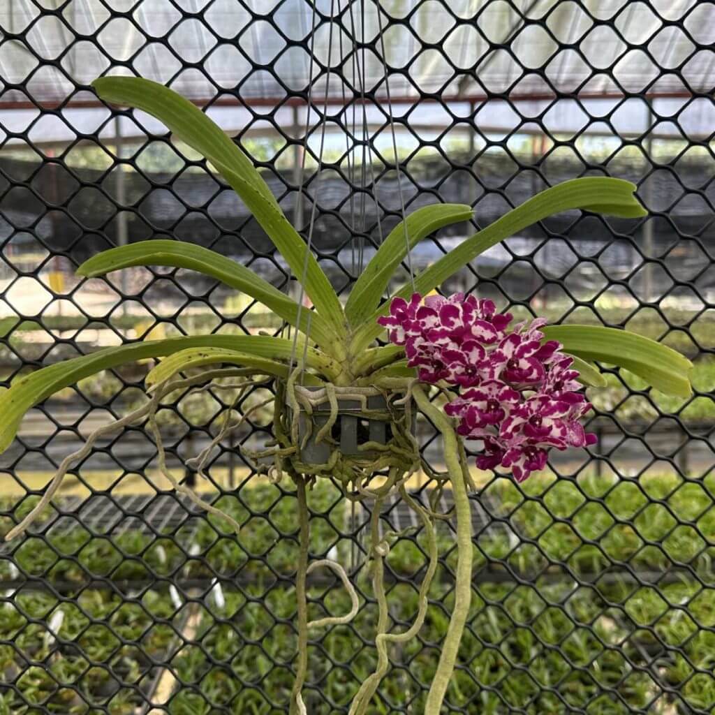 Rhynchostylis Red Spot