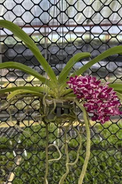 Rhynchostylis Red Spot