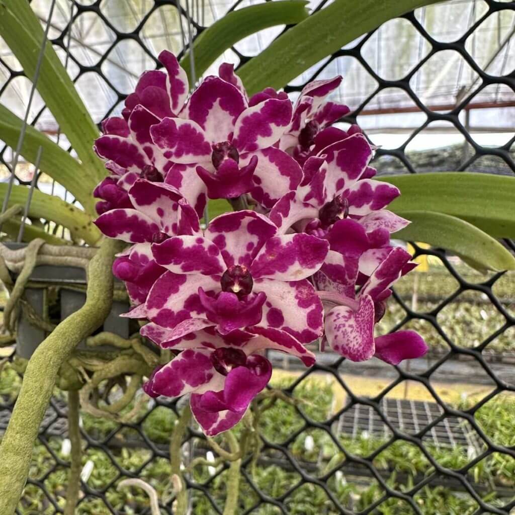 Rhynchostylis gigantea Red Spot
