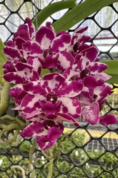 Rhynchostylis gigantea Red Spot
