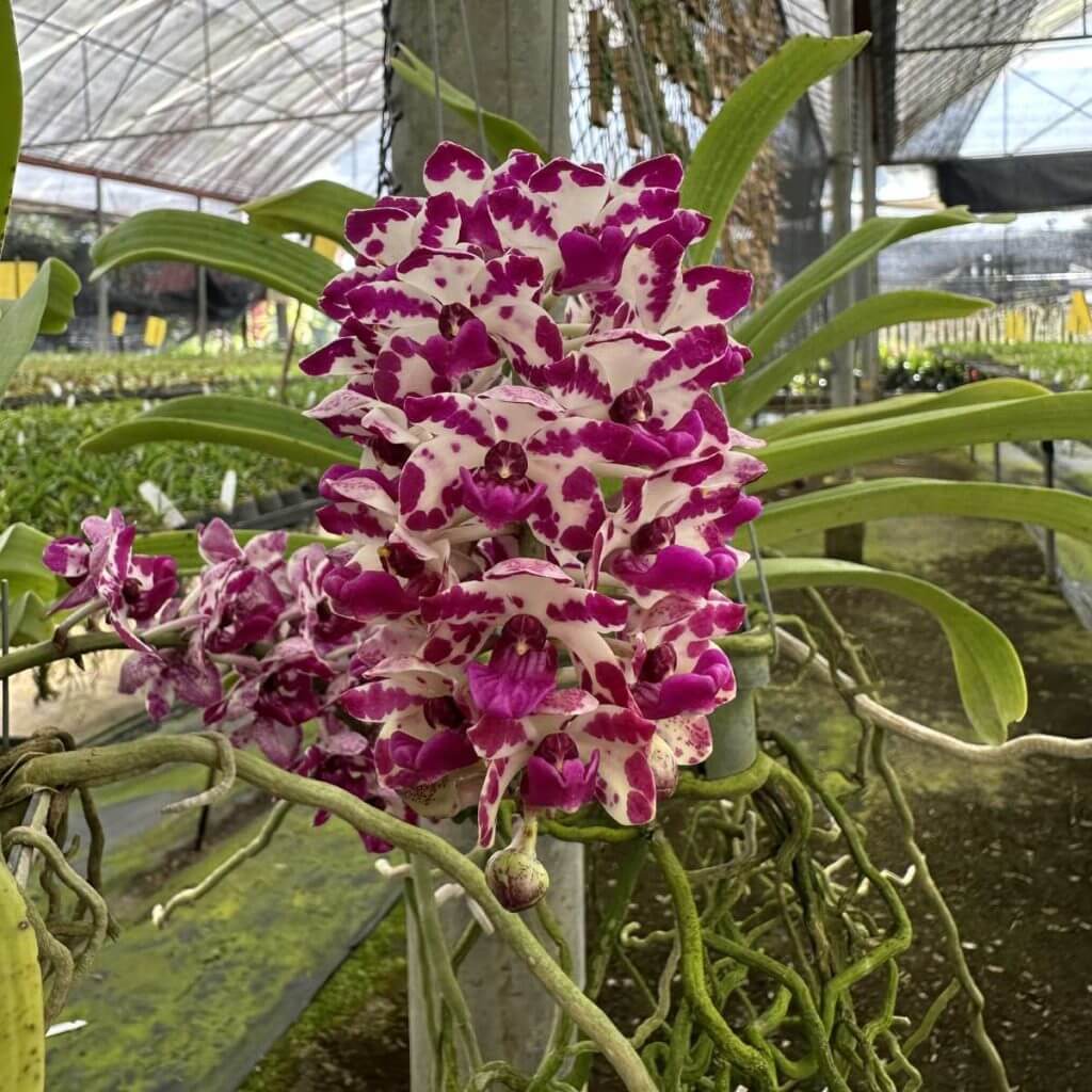 Rhynchostylis gigantea Red Spot