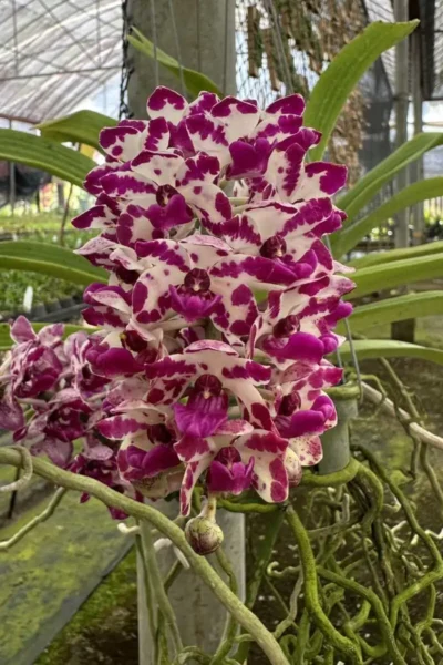 Rhynchostylis gigantea Red Spot