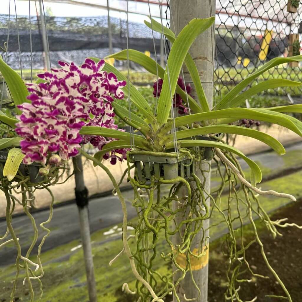 Rhynchostylis gigantea Red Spot