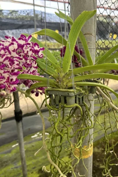 Rhynchostylis gigantea Red Spot