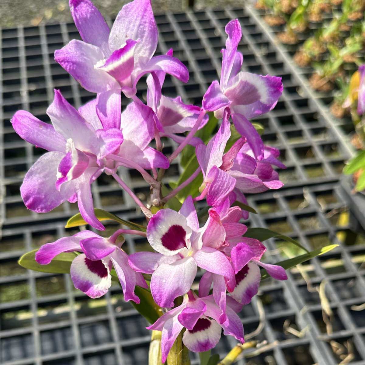 dendrobium-nobile-small-sib-orchid-january-31-2025