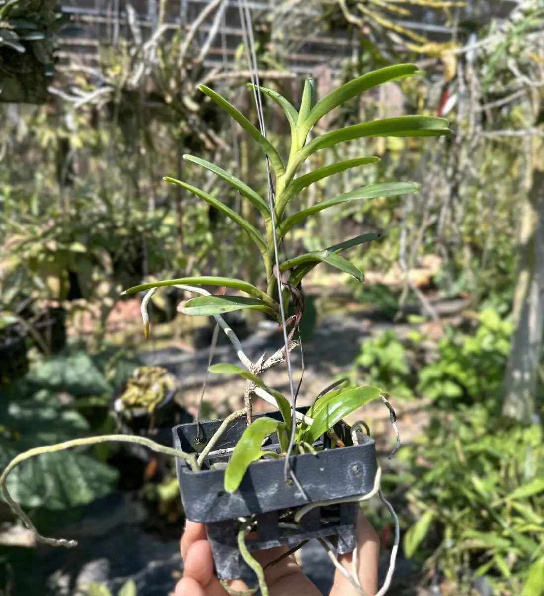 Renanthera isosepala – Buy Online | Sib Orchid Renanthera isosepala - Image 3