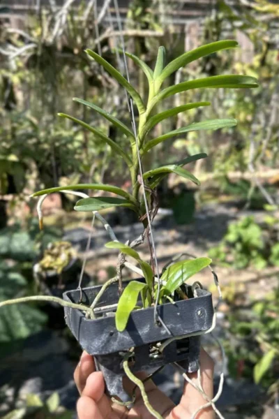 Renanthera isosepala