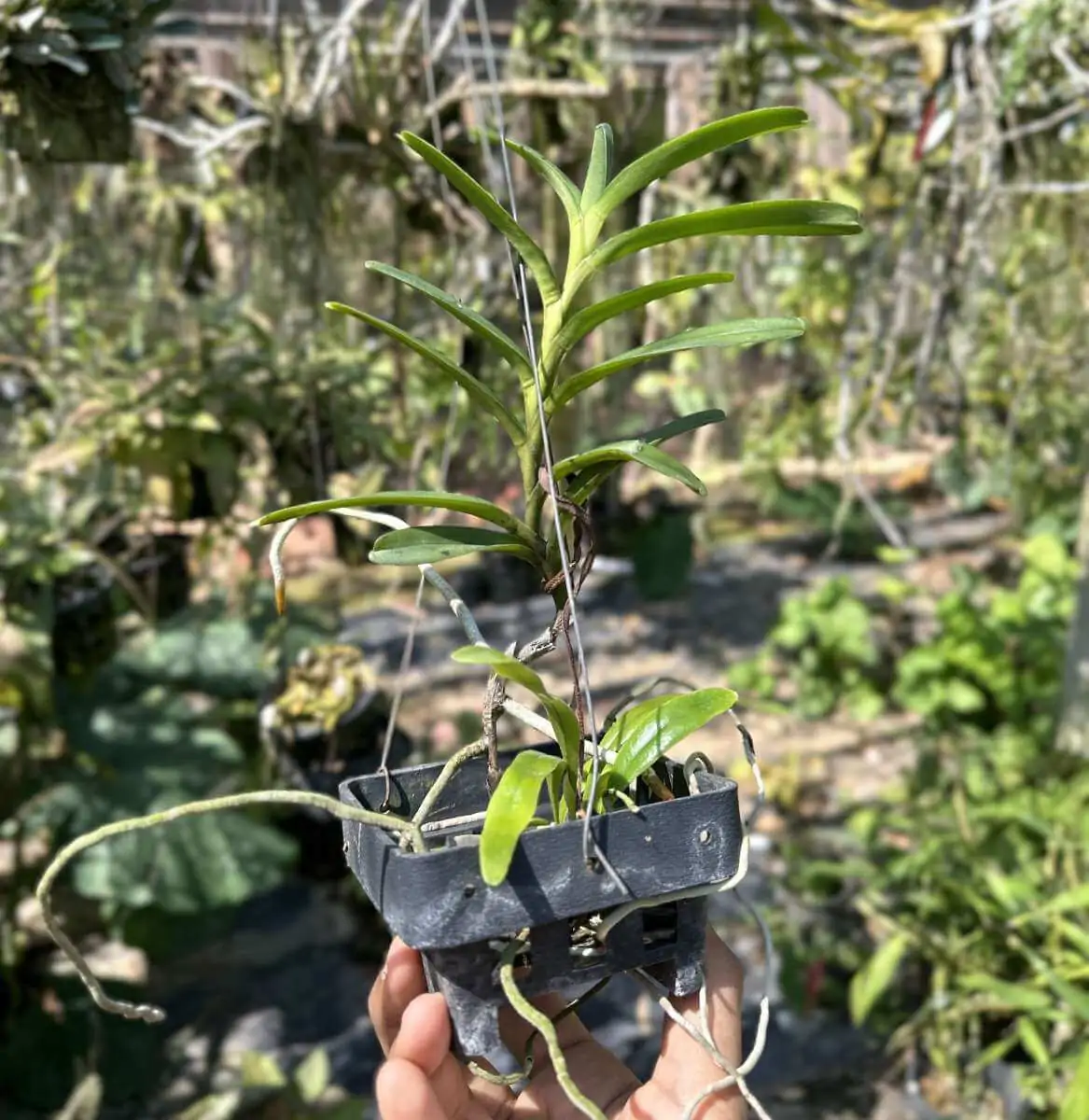 Renanthera isosepala – Buy Online | Sib Orchid Renanthera isosepala