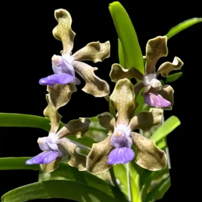 Vanda tessellata (Long Size)