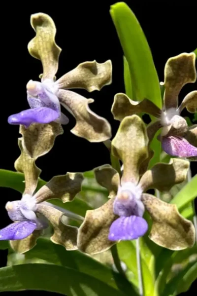 Vanda tessellata (Long Size)