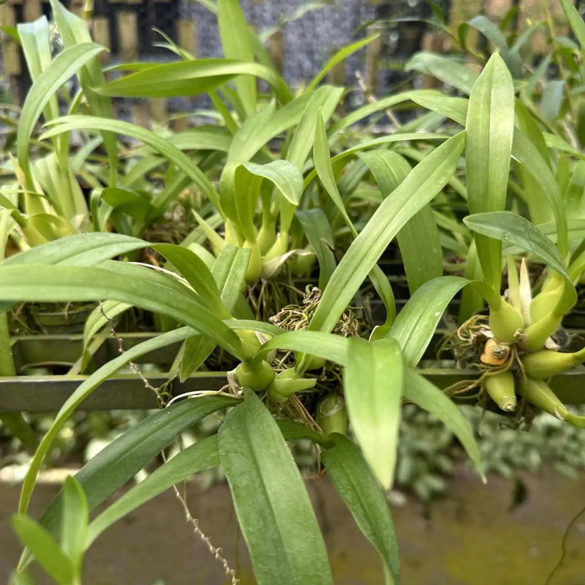 Liparis Viridiflora – Buy Online | Sib Orchid Liparis Viridiflora