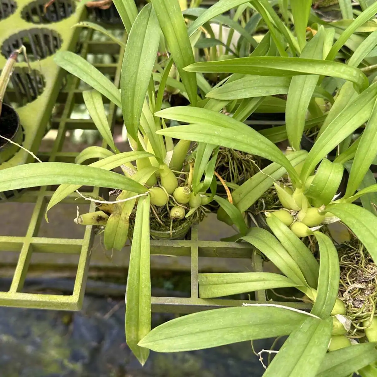 Liparis Viridiflora – Buy Online | Sib Orchid Liparis Viridiflora