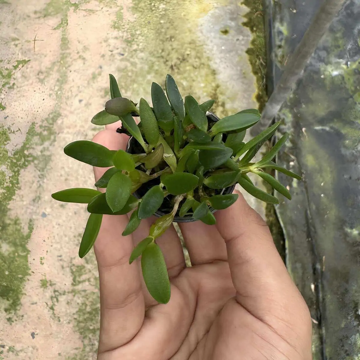 Dendrobium quadrangulare – Buy Online | Sib Orchid Dendrobium quadrangulare - Image 3