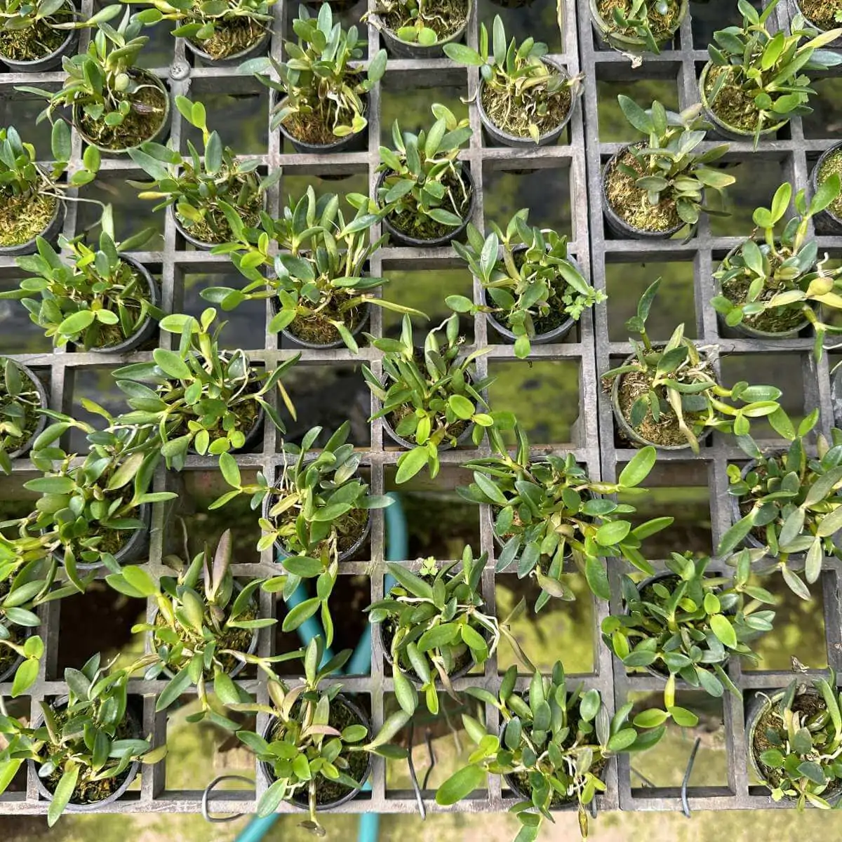 Dendrobium quadrangulare – Buy Online | Sib Orchid Dendrobium quadrangulare - Image 2