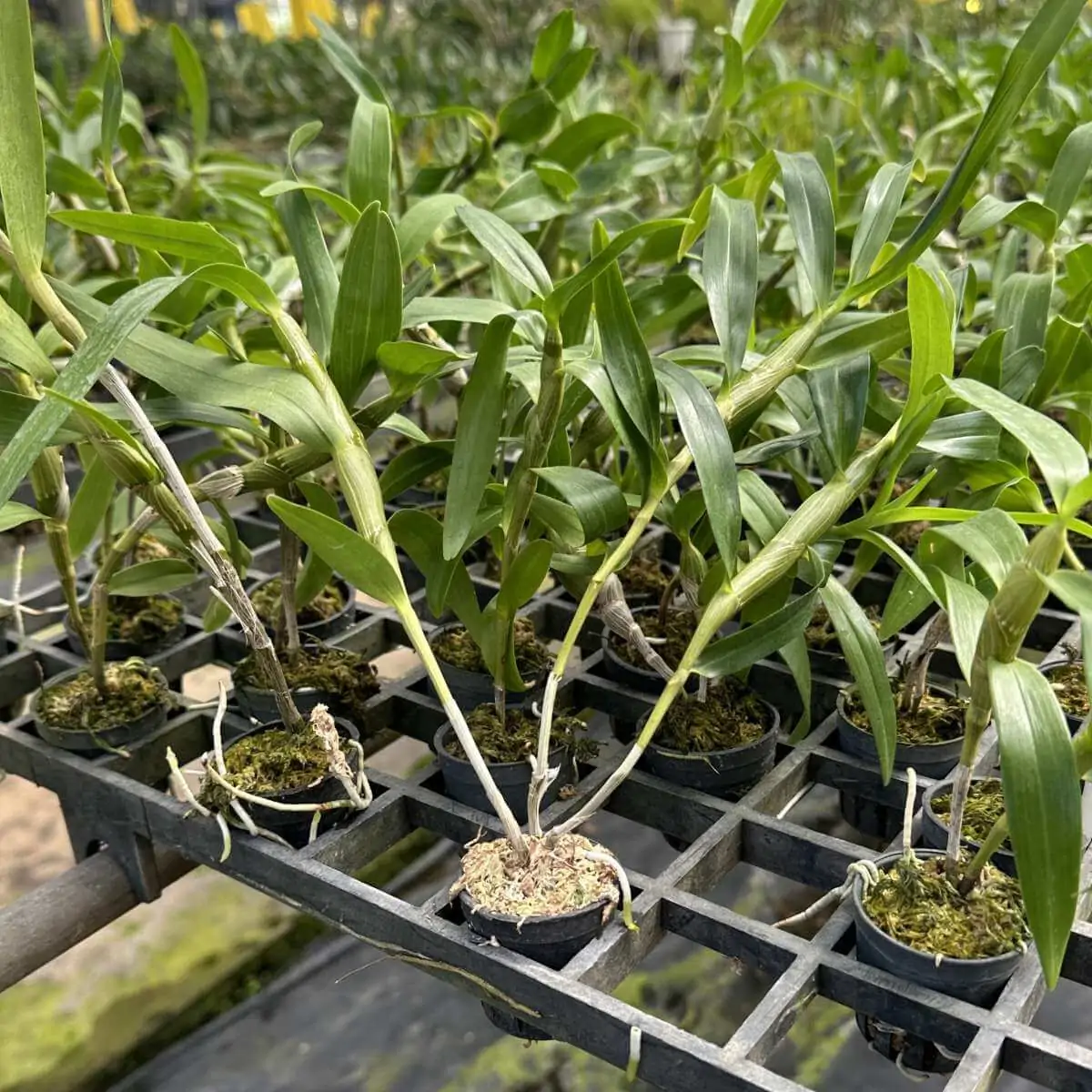 Rare Orchid Eria Biflora For Sale | SibOrchid.com