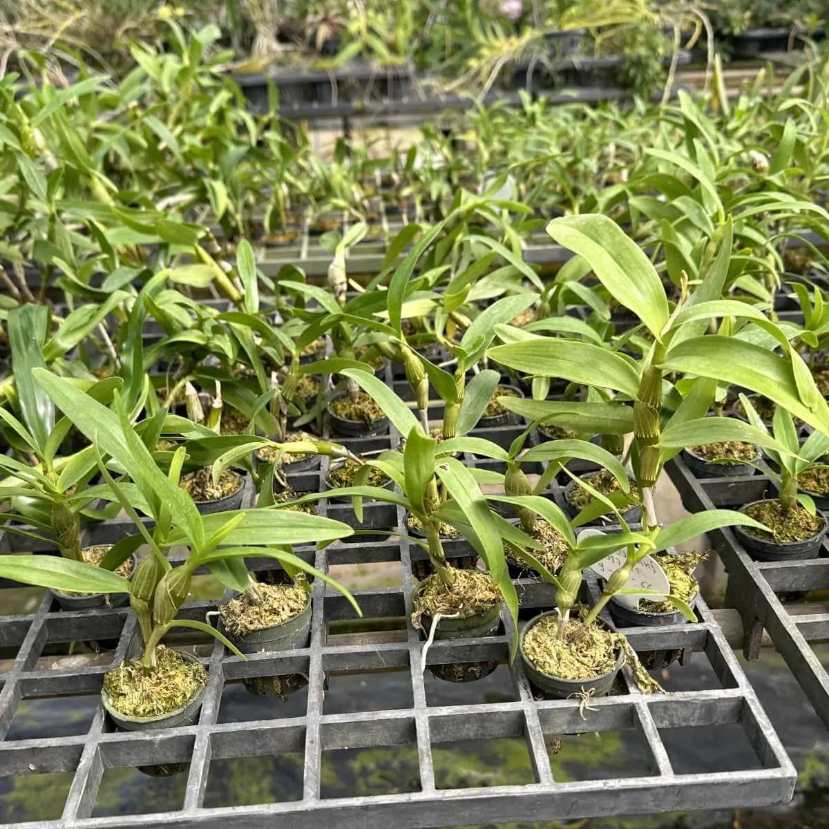 Dendrobium friedericksianum – Buy Online | Sib Orchid Dendrobium friedericksianum - Image 4