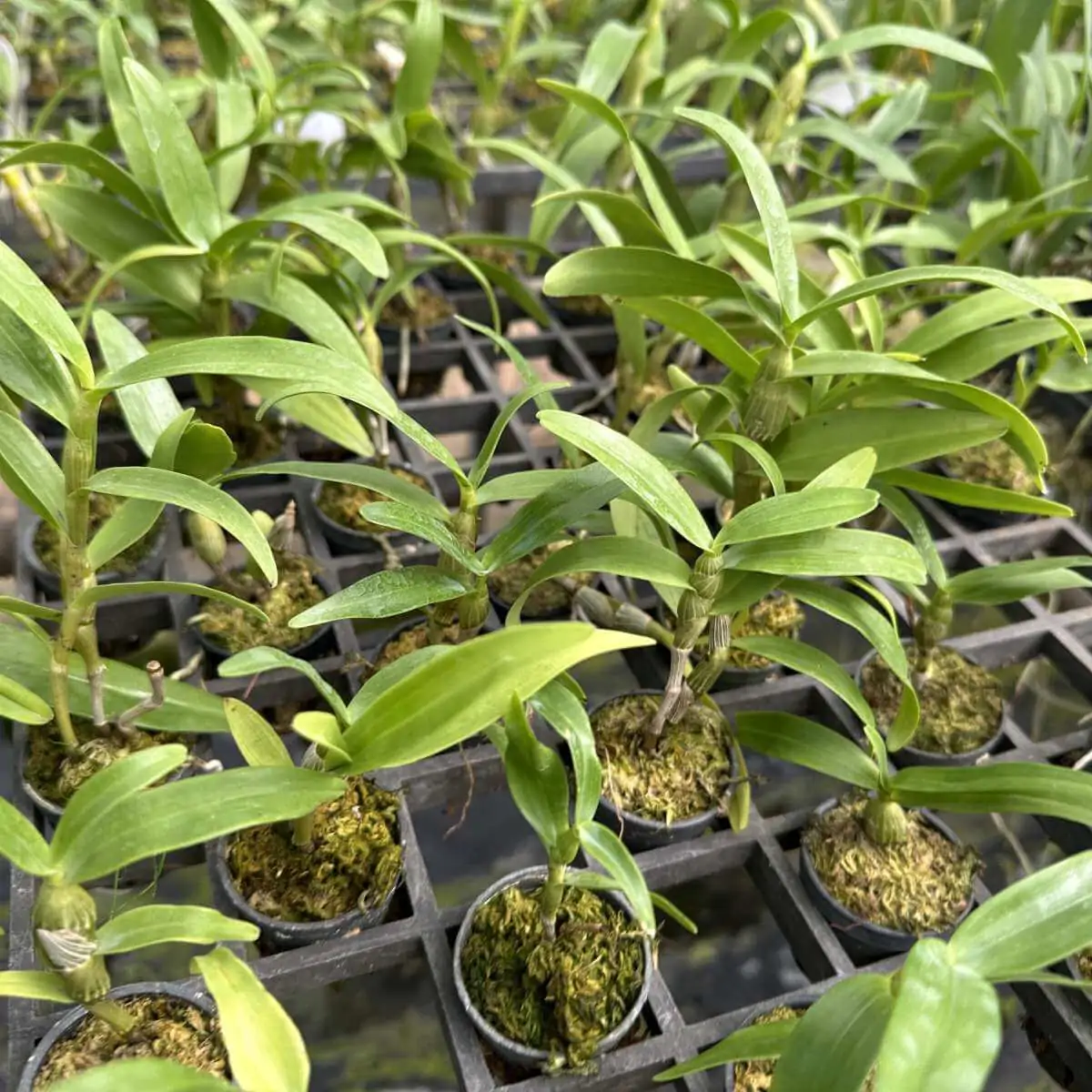 Dendrobium friedericksianum – Buy Online | Sib Orchid Dendrobium friedericksianum - Image 3