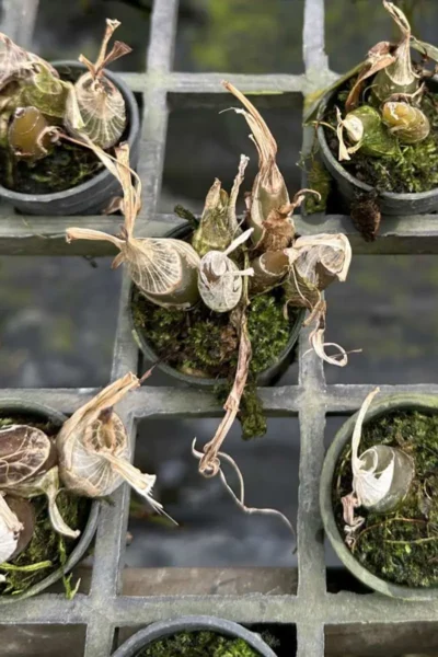 Eulophia andamanensis