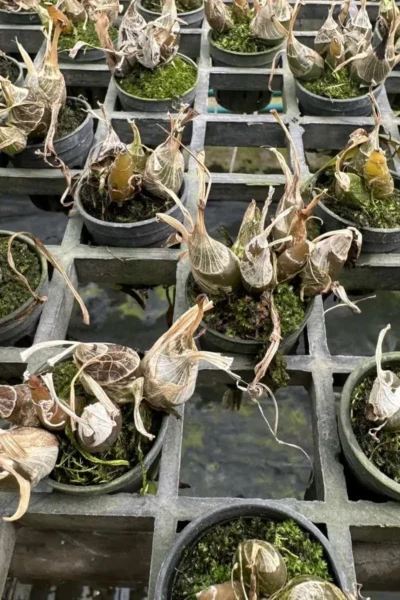 Eulophia andamanensis