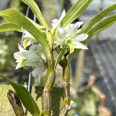 Dendrobium scabrilingue (Medium Size)