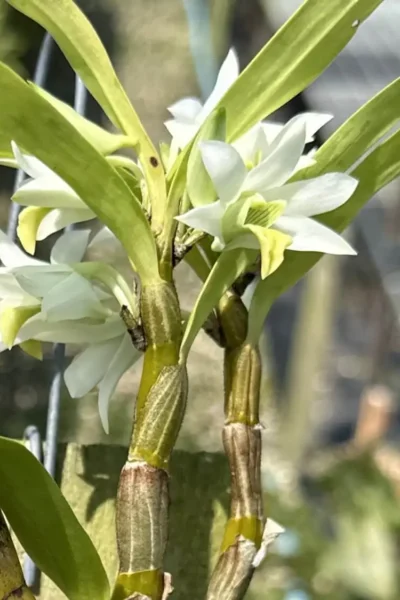 Dendrobium scabrilingue (Medium Size)