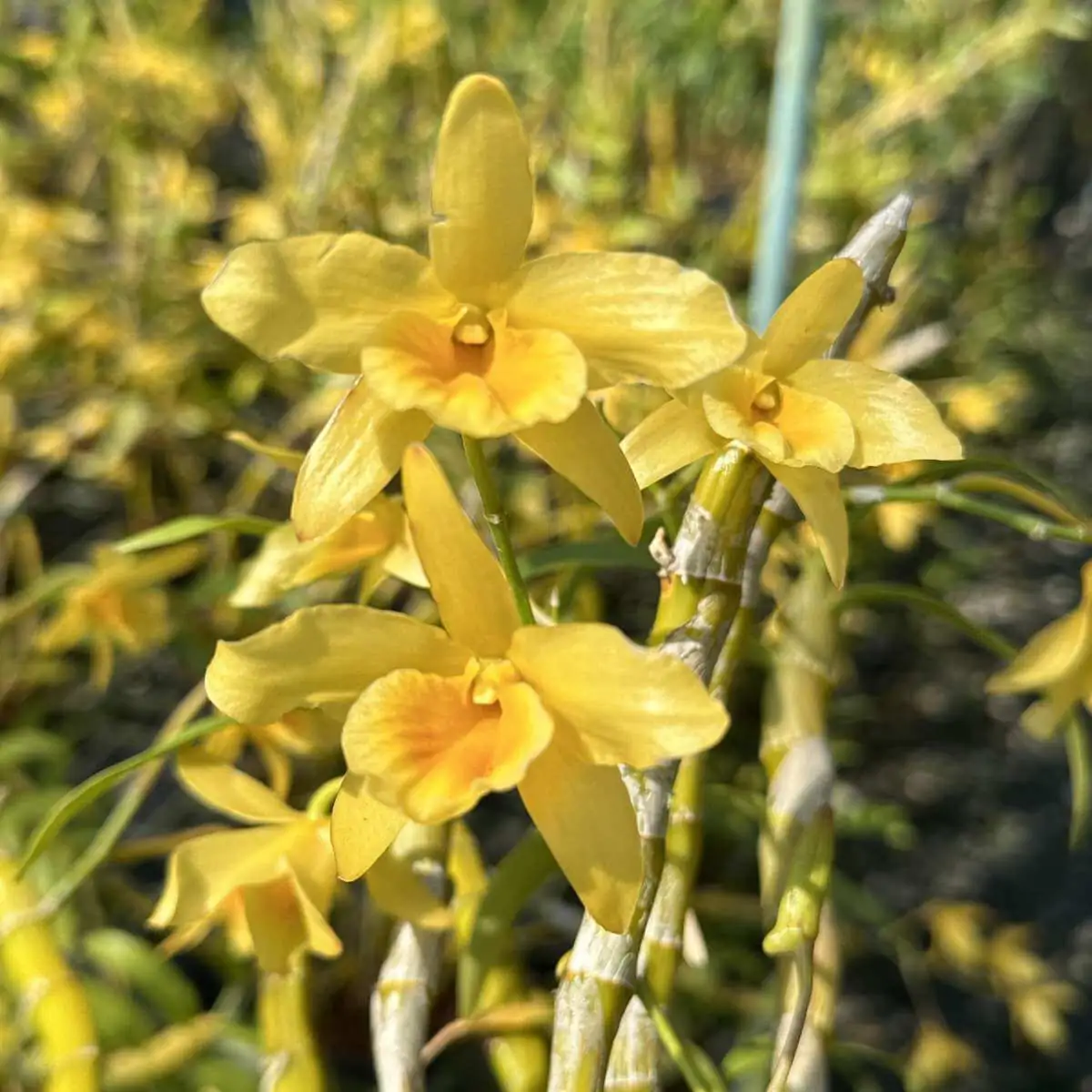 Dendrobium friedericksianum – Buy Online | Sib Orchid Dendrobium friedericksianum - Image 2