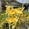 Dendrobium friedericksianum orchid plant for sale