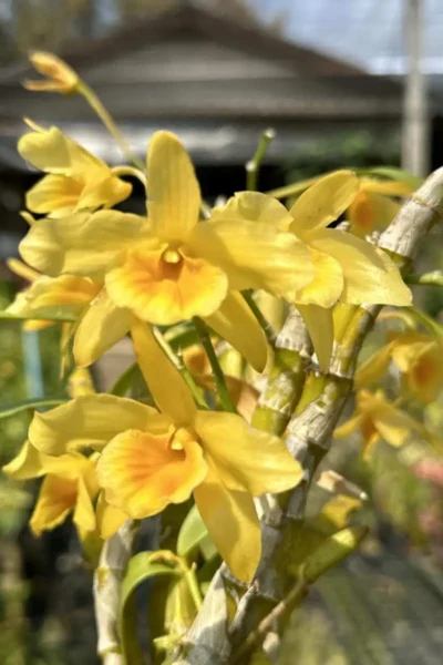 Dendrobium friedericksianum